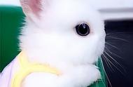 兔子：人们最喜爱的宠物之一