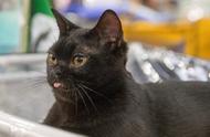 我家的黑猫是孟买猫吗？