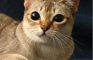 新加坡猫：世界上体型最小的黏人猫咪
