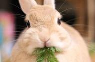 这只兔子简直就是贵妇兔的代表！
