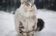 挪威森林猫：仙气飘飘，气质优雅，吸引无数眼球