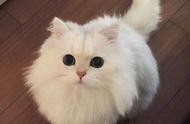 英国长毛猫：与英短有着亲戚关系，却拥有独特画风的超仙猫咪