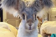 安哥拉兔：一对巨大耳朵的萌宠