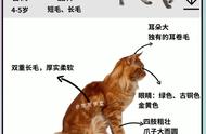 揭秘缅因猫：温柔巨人的性格特点