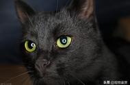 纯黑猫的种类：探索稀有的纯色猫品种