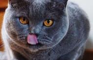 英国短毛猫：六项关键知识，让你的养猫生活更轻松
