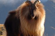 羊类是否属于有害物种？喜马拉雅的“金毛狮羊”曾遭灭绝？