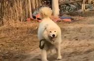 萨摩犬在农村生活三个月，主人差点认不出它，这是大白吗？