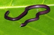 钩盲蛇：一种常被误认为蚯蚓的神秘生物