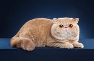 图虫人文摄影：加菲猫的日常生活