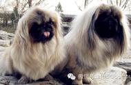 北京犬养护指南