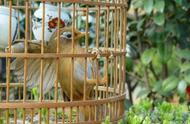 国家新版鸟类保护名录发布：养画眉、百灵、八哥将受法律制裁