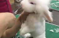 小兔子呆立不动，任由剪毛，结果变成了小羊羔，令人哭笑不得