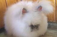 毛茸茸的草泥兔：我不是胖，只是毛发浓密！